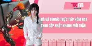Đá gà thomo trực tiếp hôm nay