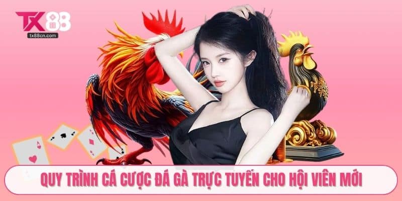 Quy trình cá cược đá gà trực tuyến cho hội viên mới