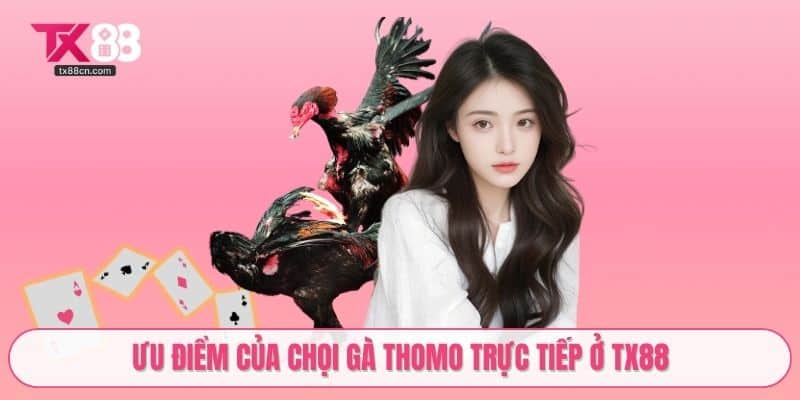 Ưu điểm của chọi gà Thomo trực tiếp ở TX88